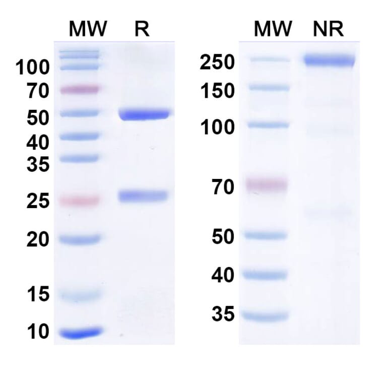 SDS-PAGE - Felmetatug Biosimilar - Anti-B7-H4 Antibody - BSA and Azide free (A340876) - Antibodies.com