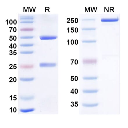 SDS-PAGE - Anti-TREM2 Antibody [DNL919-ATV] Biosimilar - BSA and Azide free (A340877) - Antibodies.com