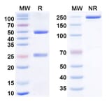 SDS-PAGE - Anti-TREM2 Antibody [DNL919-ATV] Biosimilar - BSA and Azide free (A340877) - Antibodies.com