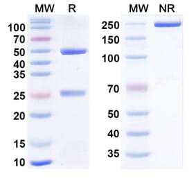 SDS-PAGE - Astegolimab Biosimilar - Anti-ST2 Antibody - BSA and Azide free (A340885) - Antibodies.com