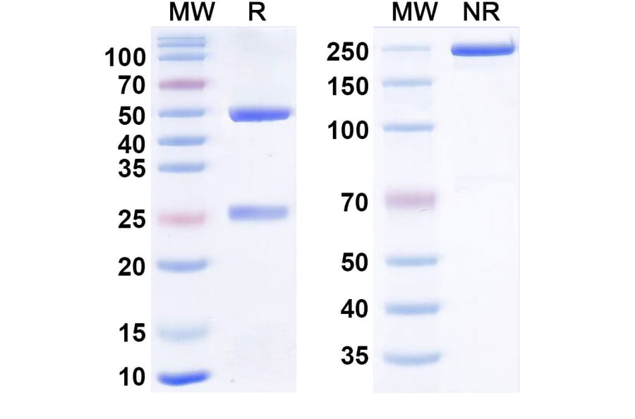 SDS-PAGE - Astegolimab Biosimilar - Anti-ST2 Antibody - BSA and Azide free (A340885) - Antibodies.com