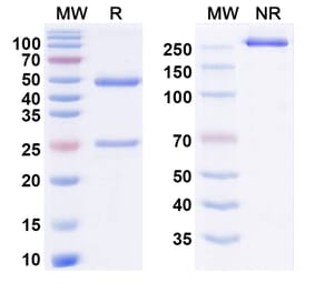 SDS-PAGE - Nebokitug Biosimilar - Anti-Eotaxin 2 Antibody - BSA and Azide free (A340892) - Antibodies.com