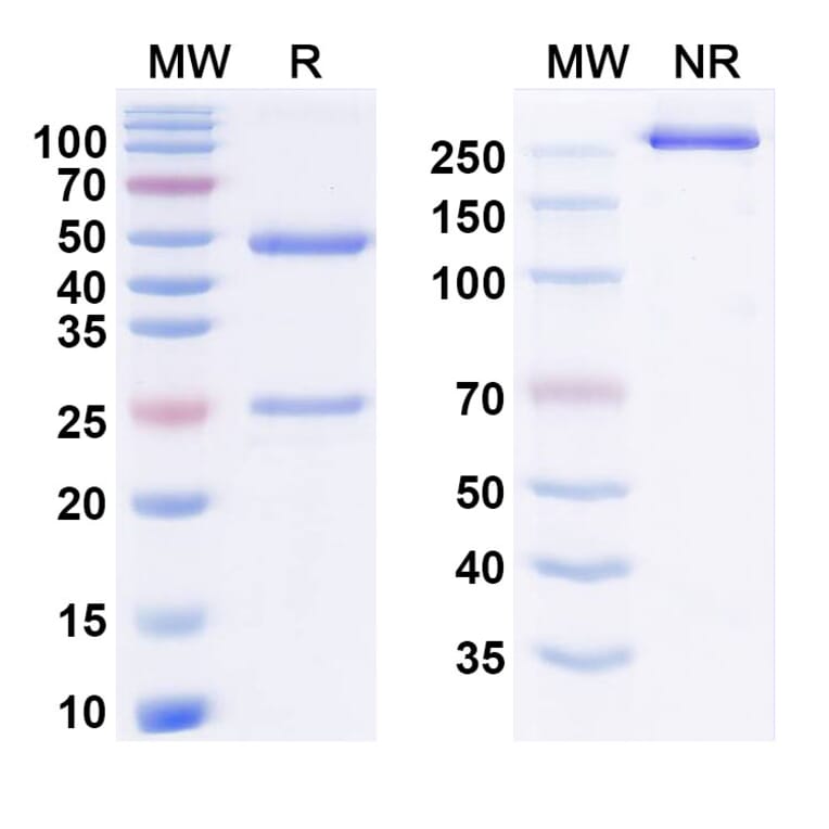SDS-PAGE - Nebokitug Biosimilar - Anti-Eotaxin 2 Antibody - BSA and Azide free (A340892) - Antibodies.com