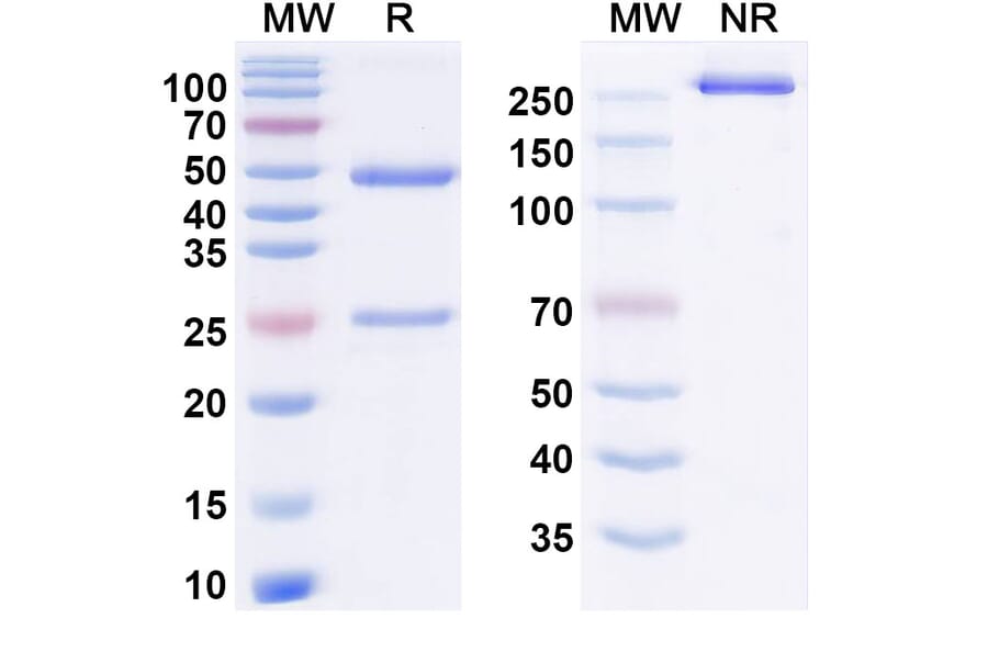 SDS-PAGE - Emugrobart Biosimilar - Anti-Myostatin Antibody - BSA and Azide free (A340893) - Antibodies.com