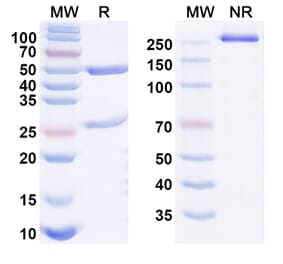SDS-PAGE - Afimkibart Biosimilar - Anti-TL1A Antibody - BSA and Azide free (A340895) - Antibodies.com