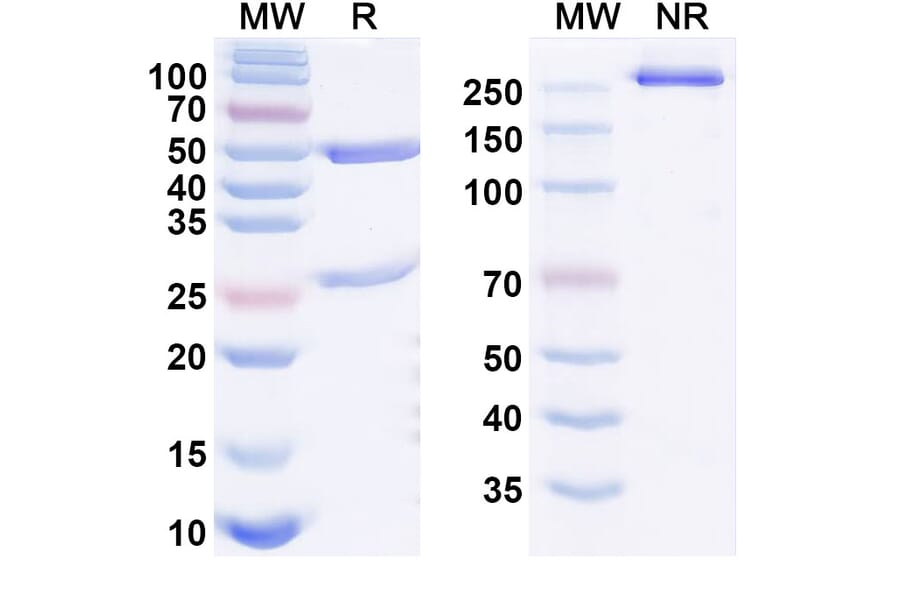 SDS-PAGE - Afimkibart Biosimilar - Anti-TL1A Antibody - BSA and Azide free (A340895) - Antibodies.com