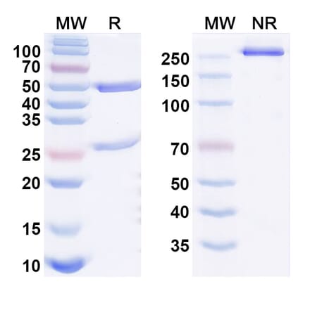 SDS-PAGE - Afimkibart Biosimilar - Anti-TL1A Antibody - BSA and Azide free (A340895) - Antibodies.com