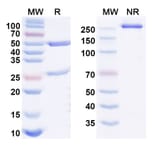 SDS-PAGE - Afimkibart Biosimilar - Anti-TL1A Antibody - BSA and Azide free (A340895) - Antibodies.com