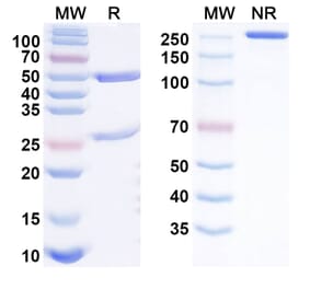 SDS-PAGE - greziprubart Biosimilar - Anti-C5 Antibody - BSA and Azide free (A340900) - Antibodies.com