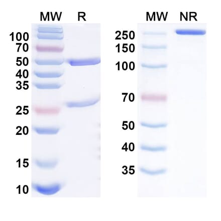 SDS-PAGE - greziprubart Biosimilar - Anti-C5 Antibody - BSA and Azide free (A340900) - Antibodies.com