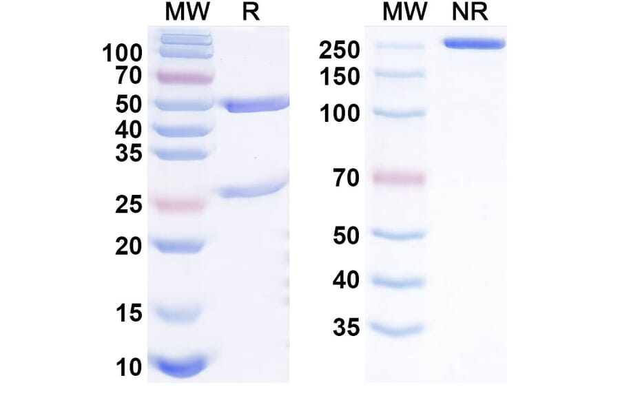 SDS-PAGE - indemakitug Biosimilar - Anti-IFN gamma Antibody - BSA and Azide free (A340901) - Antibodies.com