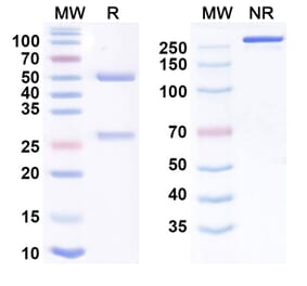SDS-PAGE - firsekibart Biosimilar - Anti-IL-1 beta Antibody - BSA and Azide free (A340903) - Antibodies.com