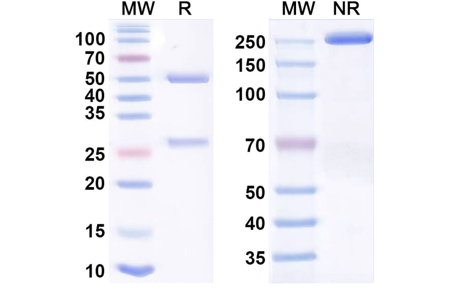 SDS-PAGE - tanruprubart Biosimilar - Anti-C1QA Antibody - BSA and Azide free (A340906) - Antibodies.com