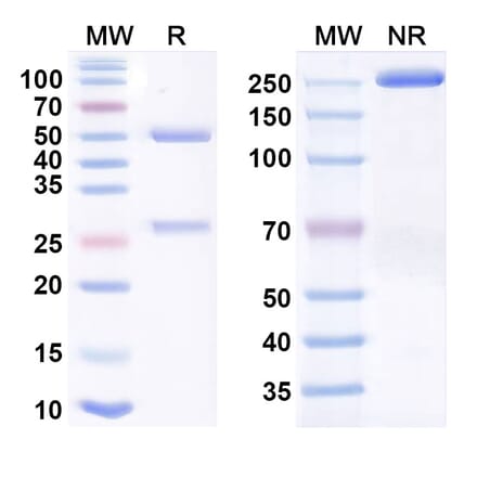 SDS-PAGE - tanruprubart Biosimilar - Anti-C1QA Antibody - BSA and Azide free (A340906) - Antibodies.com