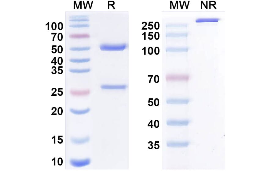 SDS-PAGE - cenvacibart Biosimilar - Anti-Factor XI Antibody - BSA and Azide free (A340914) - Antibodies.com
