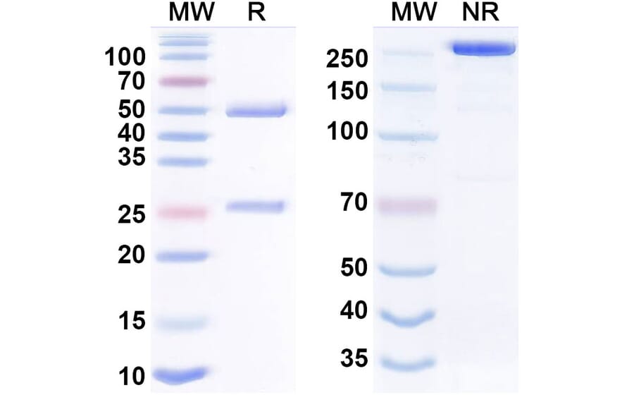 SDS-PAGE - vecantoxatug Biosimilar - Anti-Tetanus Toxin Antibody - BSA and Azide free (A340919) - Antibodies.com