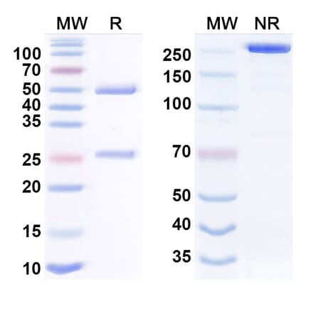 SDS-PAGE - vecantoxatug Biosimilar - Anti-Tetanus Toxin Antibody - BSA and Azide free (A340919) - Antibodies.com