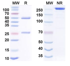 SDS-PAGE - dalidnetug Biosimilar - Anti-APP Antibody - BSA and Azide free (A340920) - Antibodies.com