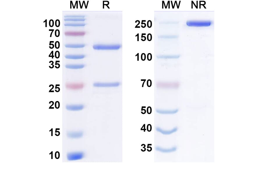 SDS-PAGE - lasrekibart Biosimilar - Anti-IL-5 Antibody - BSA and Azide free (A340921) - Antibodies.com