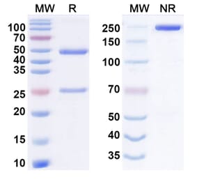 SDS-PAGE - elegrobart Biosimilar - Anti-IGF1R Antibody - BSA and Azide free (A340926) - Antibodies.com