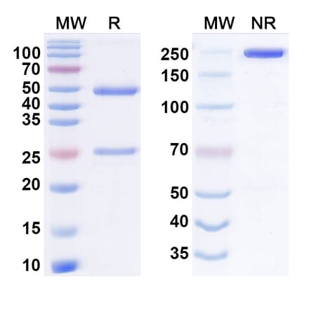 SDS-PAGE - elegrobart Biosimilar - Anti-IGF1R Antibody - BSA and Azide free (A340926) - Antibodies.com