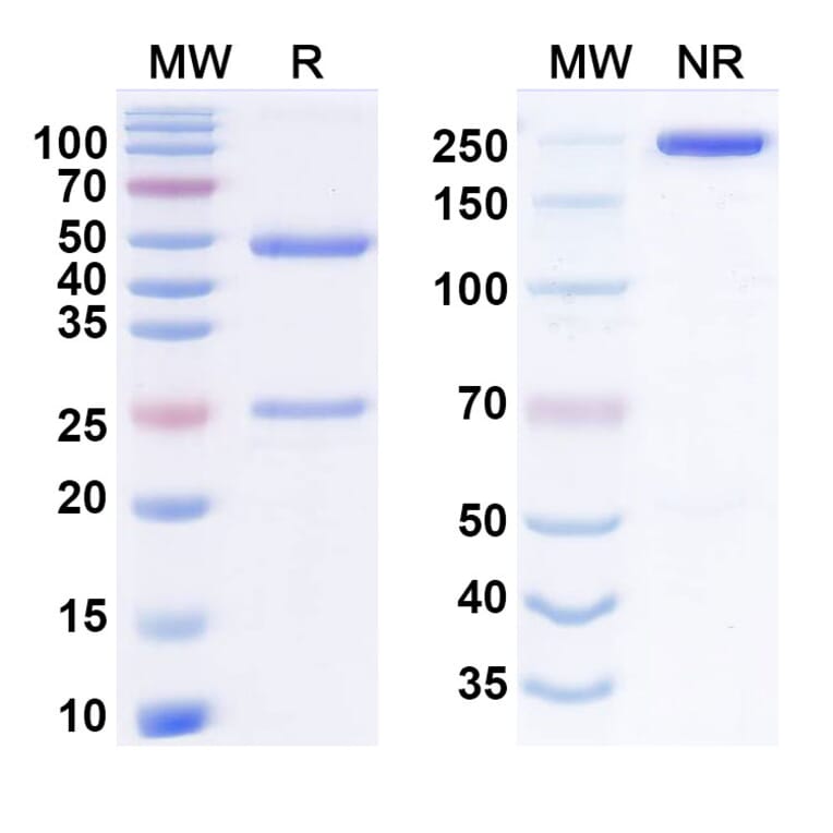 SDS-PAGE - elegrobart Biosimilar - Anti-IGF1R Antibody - BSA and Azide free (A340926) - Antibodies.com