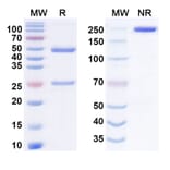 SDS-PAGE - elegrobart Biosimilar - Anti-IGF1R Antibody - BSA and Azide free (A340926) - Antibodies.com