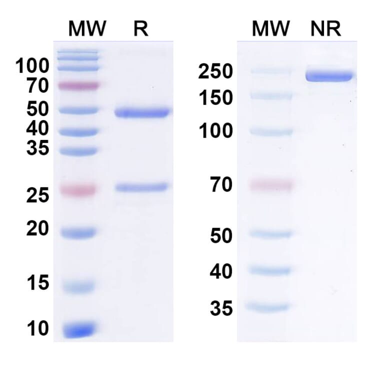 SDS-PAGE - tizetatug Biosimilar - Anti-TROP2 Antibody - BSA and Azide free (A340929) - Antibodies.com