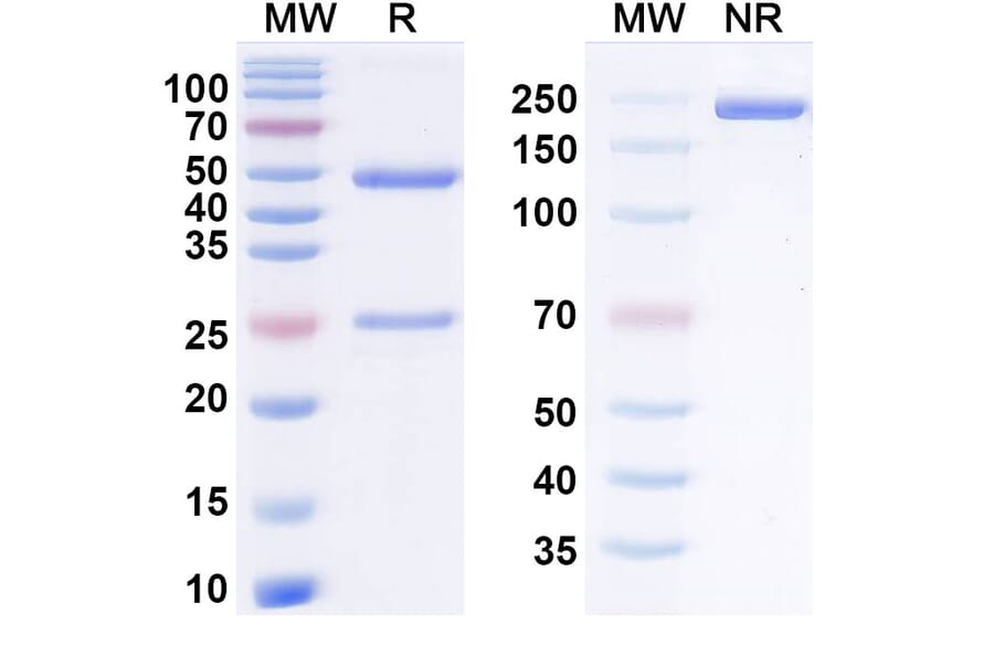 SDS-PAGE - claseprubart Biosimilar - Anti-C1s Antibody - BSA and Azide free (A340930) - Antibodies.com