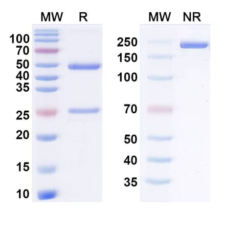 SDS-PAGE - claseprubart Biosimilar - Anti-C1s Antibody - BSA and Azide free (A340930) - Antibodies.com