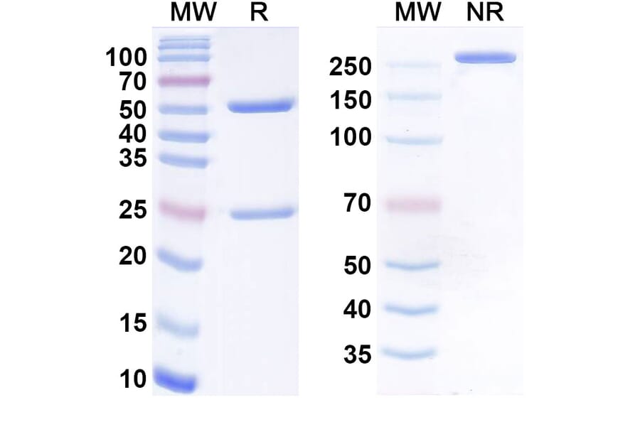SDS-PAGE - ibramvibart Biosimilar - Anti-SARS-CoV-2 Spike Protein RBD Antibody - BSA and Azide free (A340936) - Antibodies.com