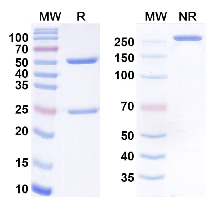 SDS-PAGE - ibramvibart Biosimilar - Anti-SARS-CoV-2 Spike Protein RBD Antibody - BSA and Azide free (A340936) - Antibodies.com