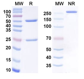 SDS-PAGE - etalanetug Biosimilar - Anti-Tau Antibody - BSA and Azide free (A340937) - Antibodies.com