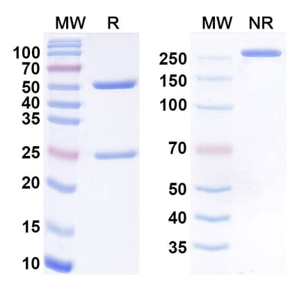 SDS-PAGE - etalanetug Biosimilar - Anti-Tau Antibody - BSA and Azide free (A340937) - Antibodies.com