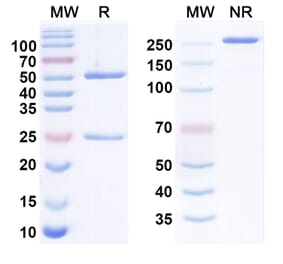SDS-PAGE - armocibart Biosimilar - Anti-TFPI Antibody - BSA and Azide free (A340938) - Antibodies.com