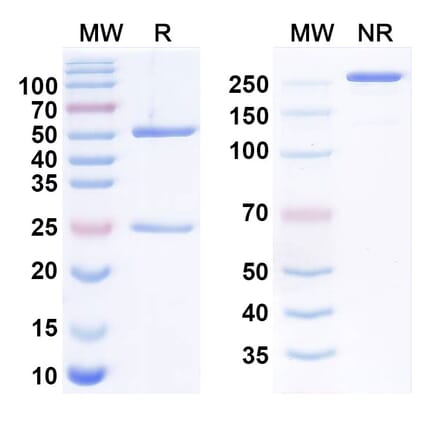 SDS-PAGE - torvutatug Biosimilar - Anti-FOLR1 Antibody - BSA and Azide free (A340940) - Antibodies.com