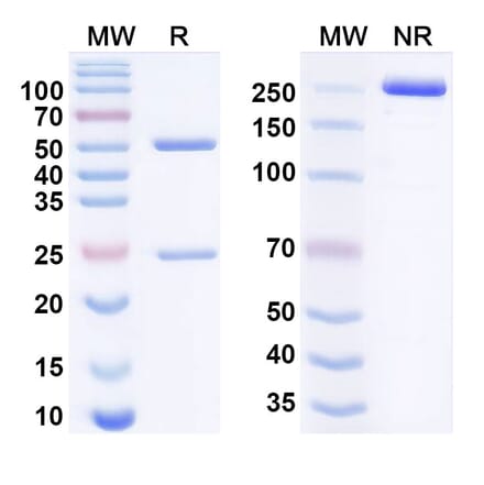 SDS-PAGE - sovipostobart beta Biosimilar - Anti-CTLA-4 Antibody - BSA and Azide free (A340944) - Antibodies.com