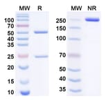 SDS-PAGE - futermestotug Biosimilar - Anti-CTLA-4 Antibody - BSA and Azide free (A340945) - Antibodies.com