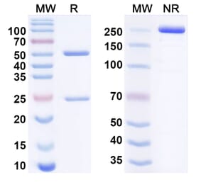 SDS-PAGE - bocunebart Biosimilar - Anti-PACAP Antibody - BSA and Azide free (A340949) - Antibodies.com