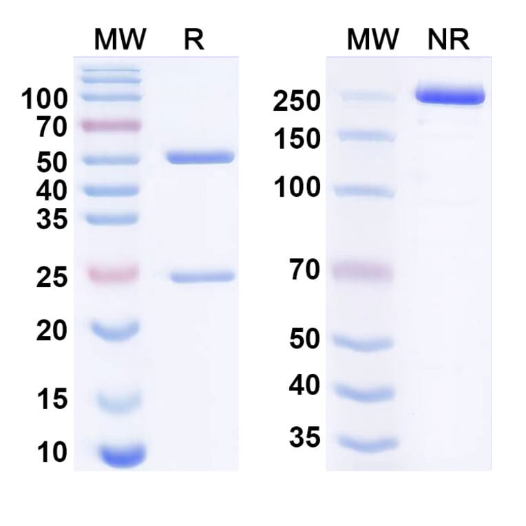SDS-PAGE - bocunebart Biosimilar - Anti-PACAP Antibody - BSA and Azide free (A340949) - Antibodies.com