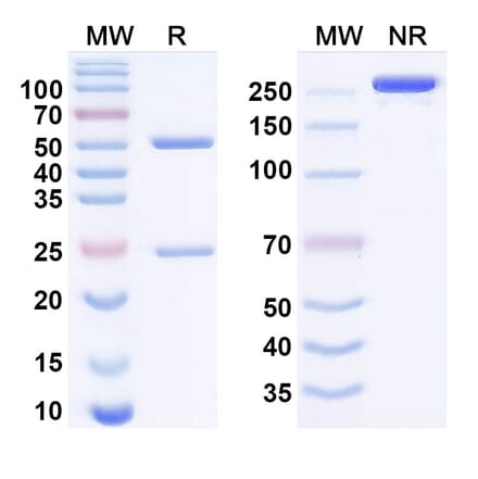 SDS-PAGE - alcestobart Biosimilar - Anti-LAG 3 Antibody - BSA and Azide free (A340950) - Antibodies.com
