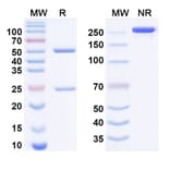SDS-PAGE - alcestobart Biosimilar - Anti-LAG 3 Antibody - BSA and Azide free (A340950) - Antibodies.com