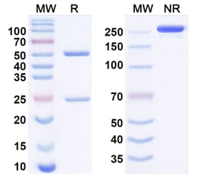 SDS-PAGE - alpitatug Biosimilar - Anti-Kallikrein 2 Antibody - BSA and Azide free (A340952) - Antibodies.com