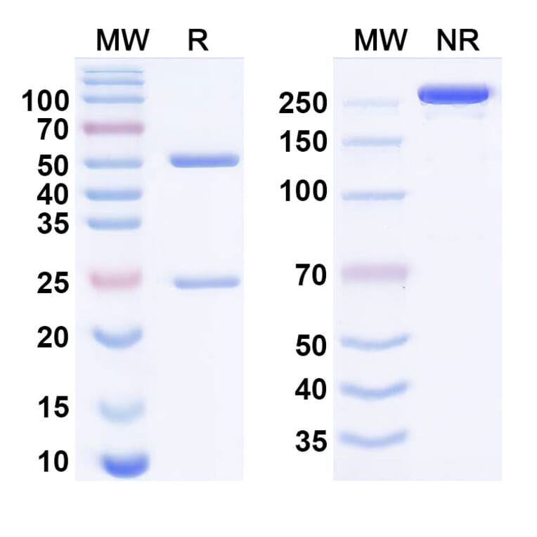 SDS-PAGE - alpitatug Biosimilar - Anti-Kallikrein 2 Antibody - BSA and Azide free (A340952) - Antibodies.com