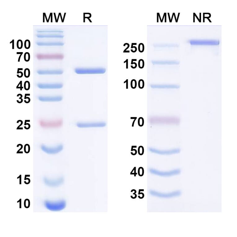 SDS-PAGE - emunkitug Biosimilar - Anti-TNFRSF1B Antibody - BSA and Azide free (A340954) - Antibodies.com