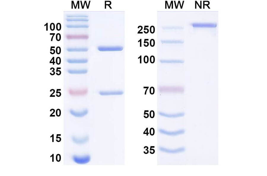 SDS-PAGE - ruzaltatug Biosimilar - Anti-ErbB3 Antibody - BSA and Azide free (A340956) - Antibodies.com