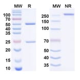 SDS-PAGE - drotokibart Biosimilar - Anti-IL-4R Antibody - BSA and Azide free (A340958) - Antibodies.com
