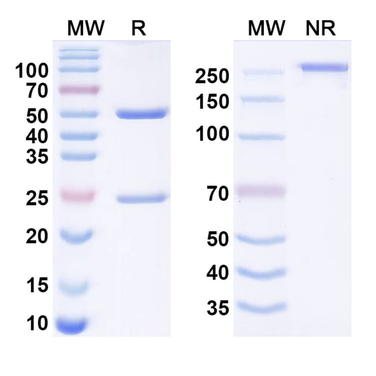 SDS-PAGE - oturkibart Biosimilar - Anti-IL-4R Antibody - BSA and Azide free (A340960) - Antibodies.com
