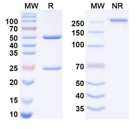 SDS-PAGE - suvonstobart Biosimilar - Anti-CD24 Antibody - BSA and Azide free (A340961) - Antibodies.com