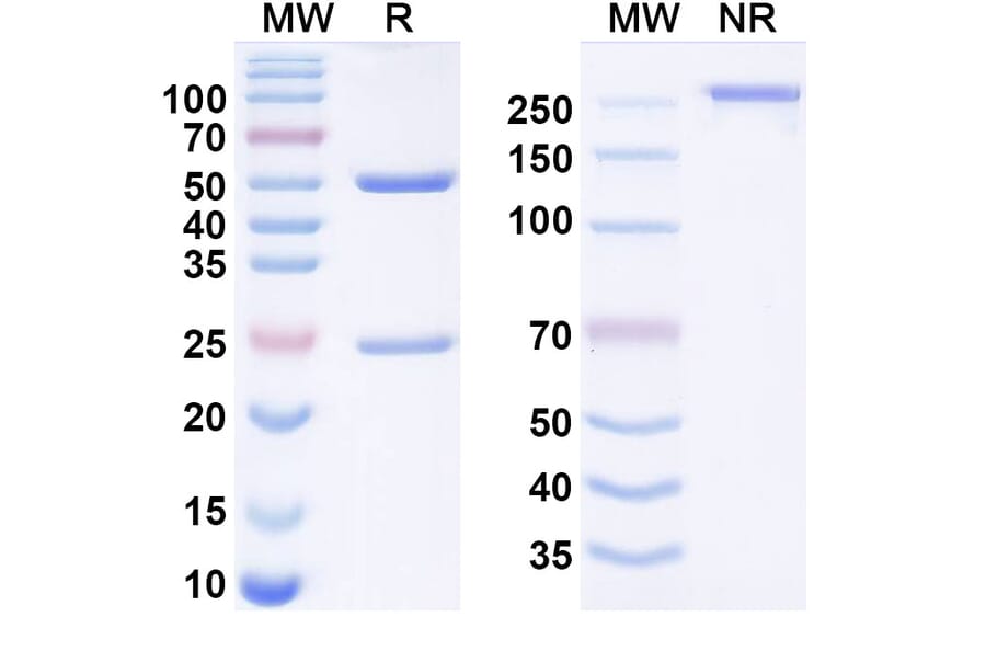SDS-PAGE - suvonstobart Biosimilar - Anti-CD24 Antibody - BSA and Azide free (A340961) - Antibodies.com